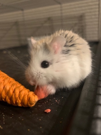 super cute dwarf hamster