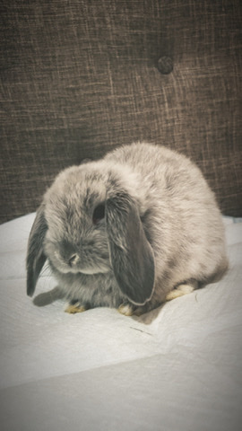 Bunny