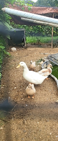4 ducks