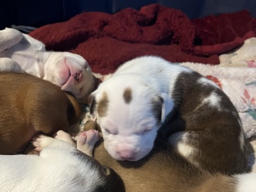 STAFFY PITS FOR SALE