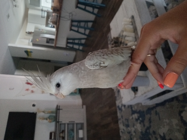 Cockatiel – cocktiel babies