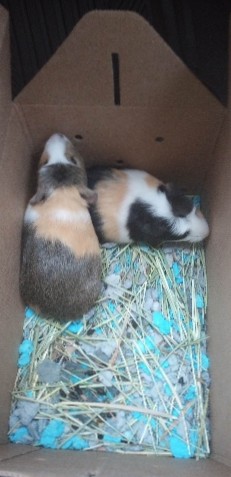 3 females with cage