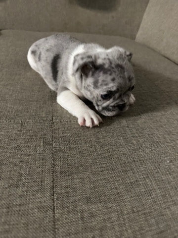 French Bulldog – frenchies