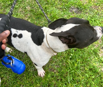 Bull and Terrier – bull terrier