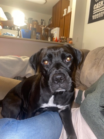 Cane Corso – Ivy