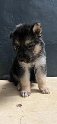 German Shepherd