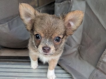 Chihuahua – Beautiful Long Haired Boy! – Spartanburg