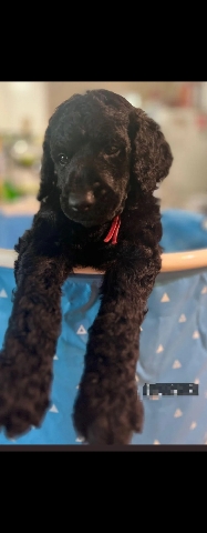 Poodle – Poodle Standard Female