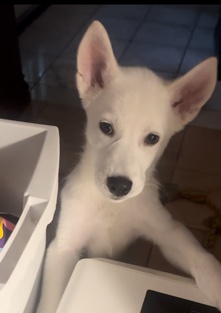 Siberian Husky – Rehoming Rocket
