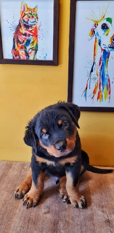 Rottweiler – good quality rottweiler puppy available for sell