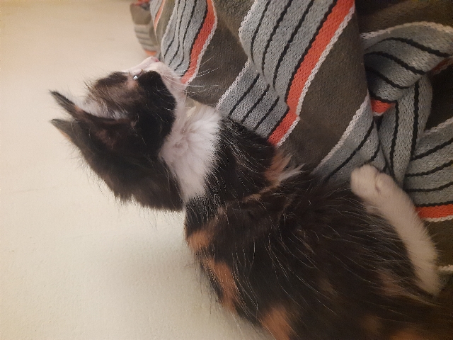 cat