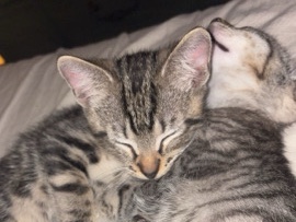 American Shorthair – two kittens, female – Parma