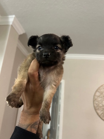 Yorkshire Terrier – Yorkie/Chiuahua