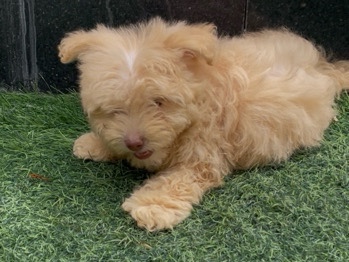 Maltese – Maltipo Bobby+ Malinois+  Chow Chow – أبو ظبي