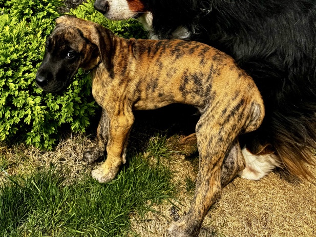 AKC Great Dane Puppy
