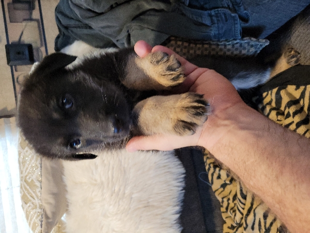German Shepard female puppy