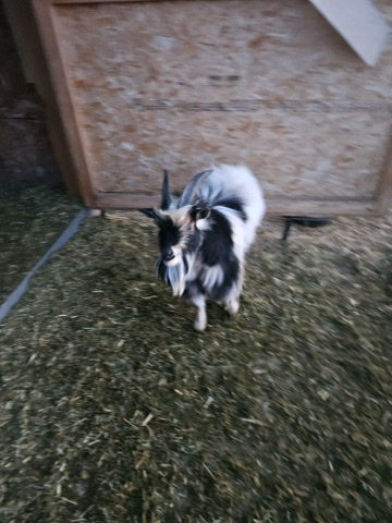 goat for sale