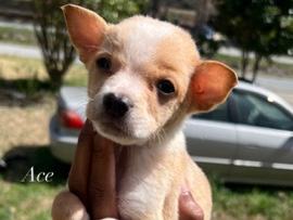 Chihuahua – Ace💙Needs A New Home – High Point