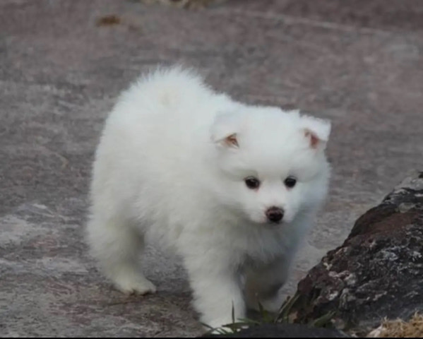 American Eskimo Dog – American Eskimo Dog