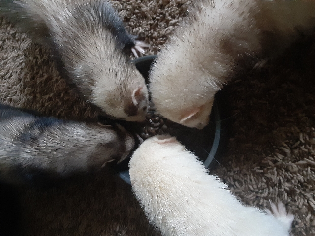 ferret – 2 or 4 ferrets