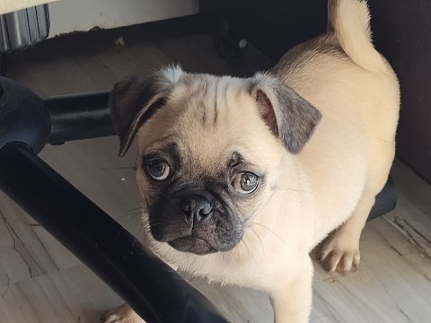 Pug – puggle puppy – Atlanta