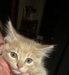 Rehoming Baby Kittens