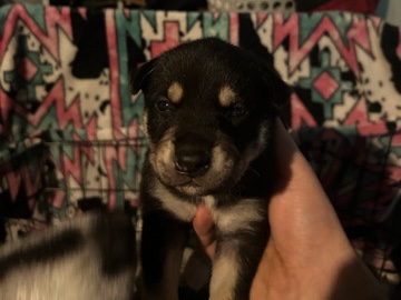 American Staffordshire Terrier – husky/American staff