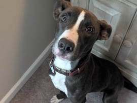 American Pit Bull Terrier – Beans – Smithfield