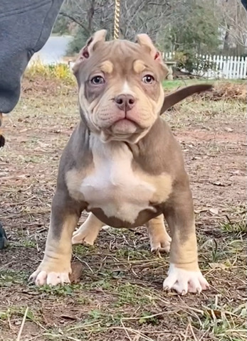 American Bulldog – American Bully Pups (Colossal)