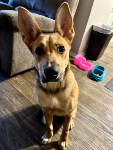 German Shepherd – Free Dog