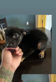 German Shepherd – German shepherd mix