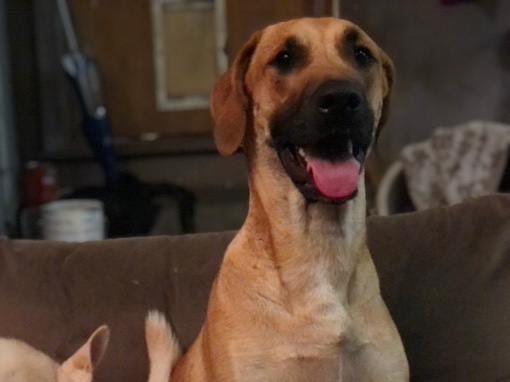Rhodesian Ridgeback – frankie