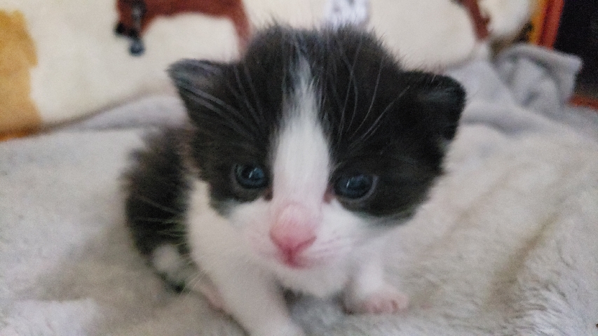 Manx – Male manx kitten