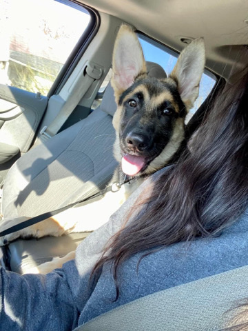 German Shepherd – German Shepard Puppy!