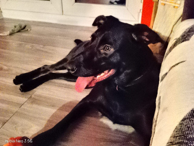 Belgian Shepherd Dog (Malinois) – buddy – Hampshire