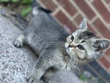 British Shorthair – rare blue golden  British Shorthair Kitten – 12 Weeks Old – Birmingham