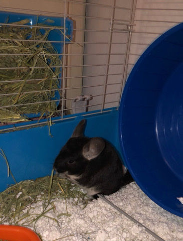 Black Chinchilla