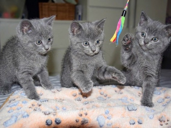 British Shorthair – بريتش شورت هير – Sharjah