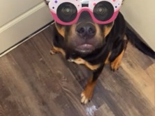 Mixed Breed – Friendly Mixed Breed Dog – 18 Months Old in Spokane Valley – Spokane Valley