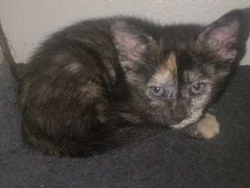 Friendly Kitten Available – 8 Weeks Old in Shreveport – Shreveport