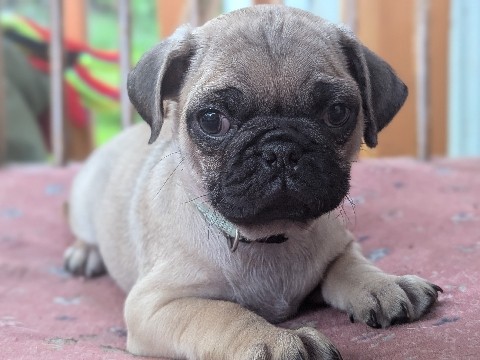 Pug Puppies 
