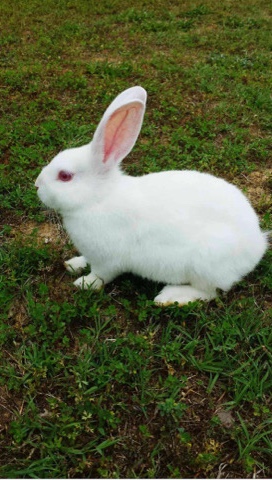 Florida White – red eye white bunny