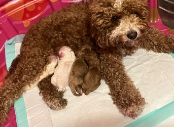 Poodle – Cockapoo Puppies