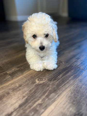 Cocker Spaniel Poodle