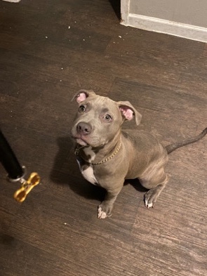 American Pit Bull Terrier – Selling Ghost Tri Bully