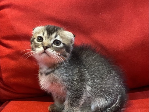Scottish Fold – ذكر اسكوتش – الرياض
