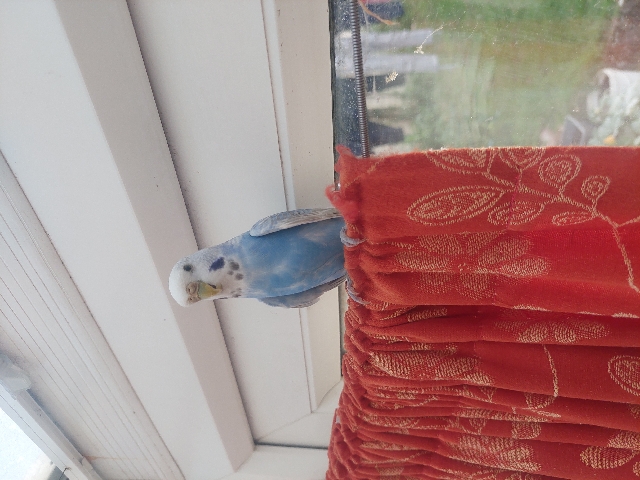 Healthy female budgie for sale!!