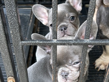 French Bulldog – French Bulldog Puppies – Stonecrest