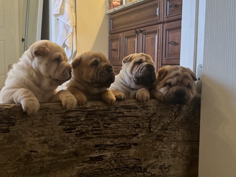 Shar Pei – Chinese Shar Pei pups – Fort Worth