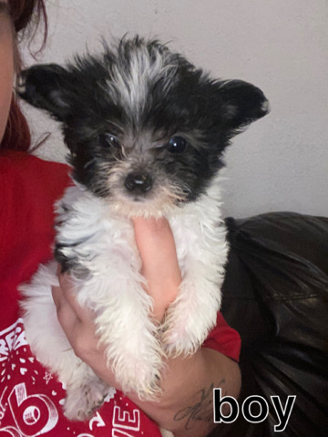 yorkiepoo